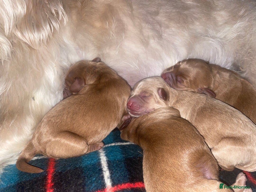 Labradoodle dogs for sale: Miniature Labradoodle’s  - Advert 3