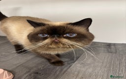 Exotic cats for sale: ⭐️ Exotic kittens 1 male 2 female ⭐️ - Image 19