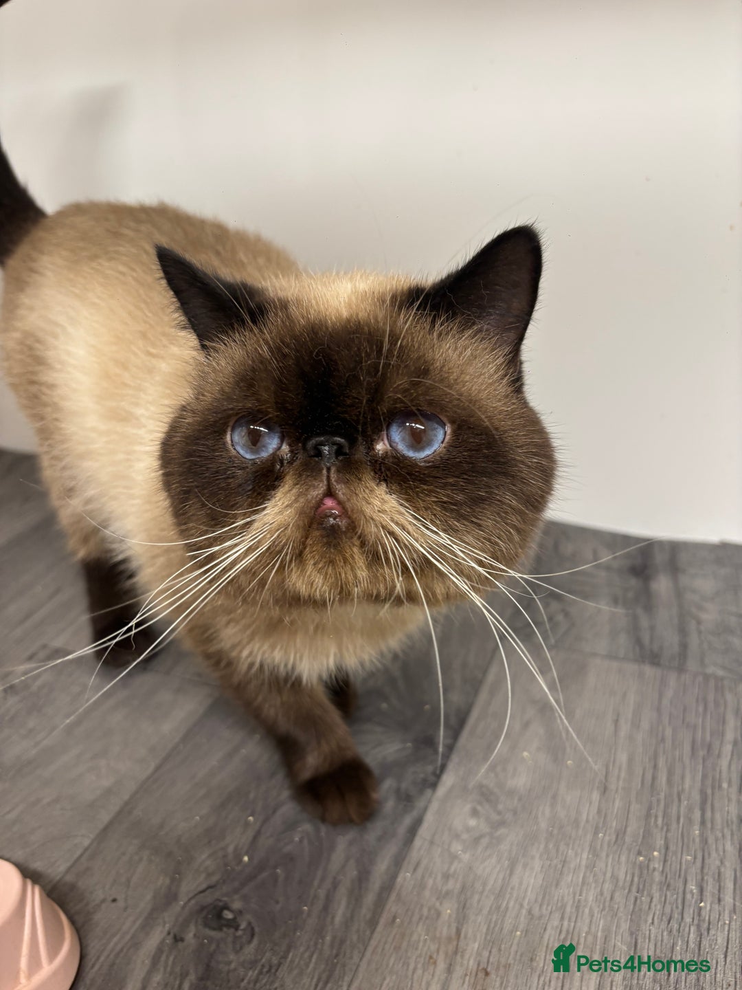 Exotic cats for sale: ⭐️ Exotic kittens 1 male 2 female ⭐️ - Image 19