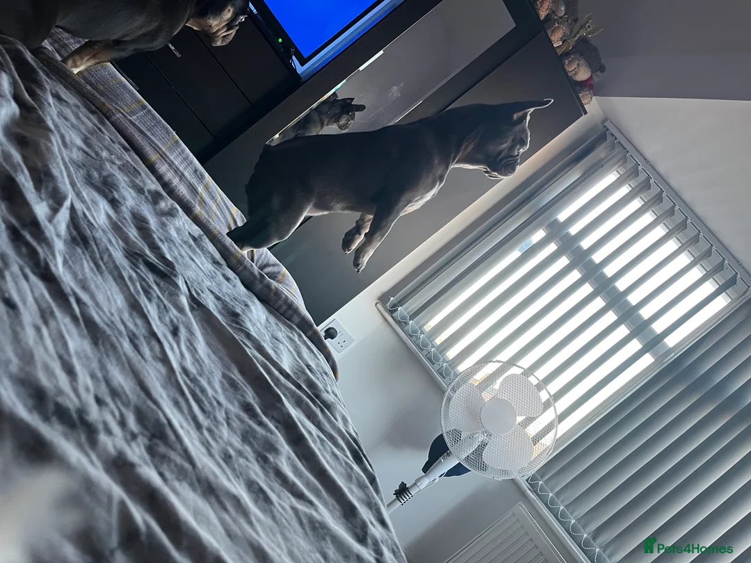 French Bulldog dogs for sale: French bull dog  - Advert 4