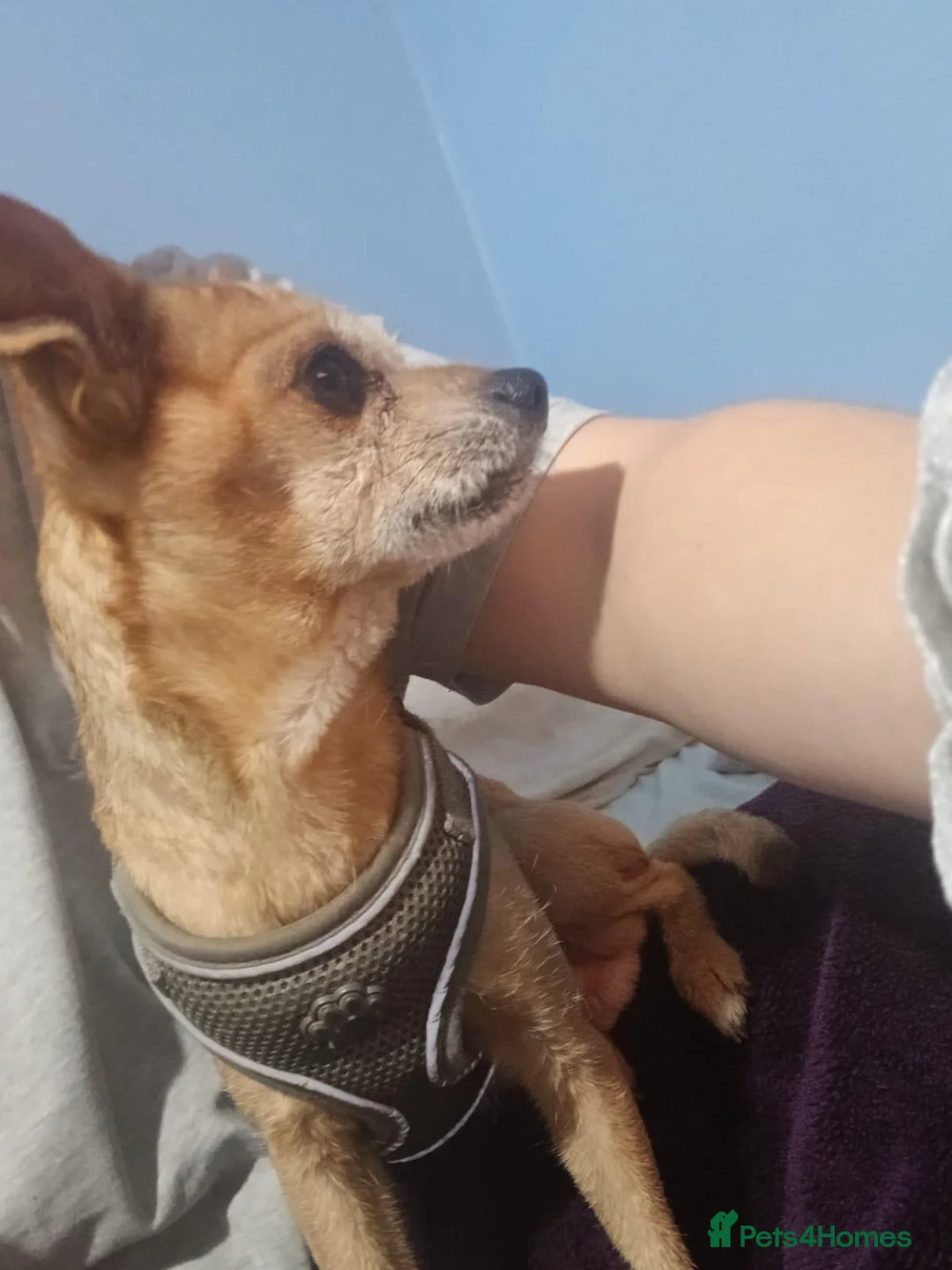 Chihuahua dogs for sale: WAGGLES  in Dagenham - Advert 2