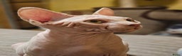 Sphynx cats for sale: Adorable Canadian Sphynx – Champion line - Advert 3