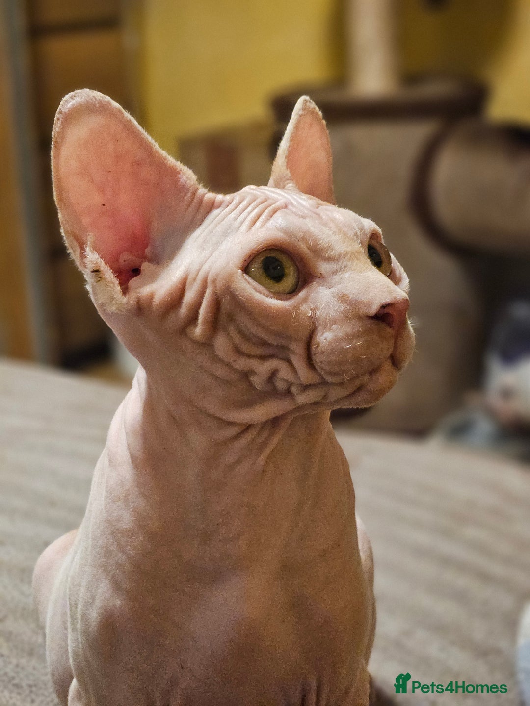 Sphynx cats for sale: Adorable Canadian Sphynx – Champion line - Advert 3