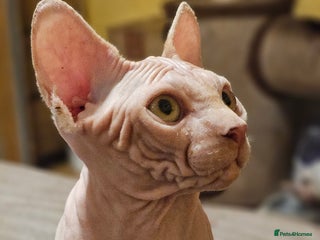 Sphynx cats Adorable Canadian Sphynx – Champion line - Advert 11