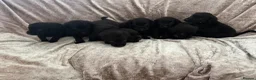 Labrador Retriever dogs for sale: Stunning Labrador pups - Advert 2