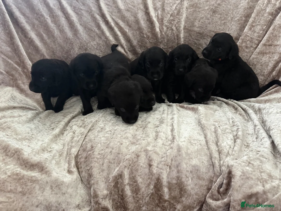 Labrador Retriever dogs for sale: Stunning Labrador pups - Advert 2