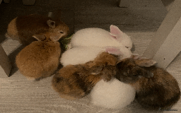 Harlequin rabbits for sale: Harlequin Babies - Image 1