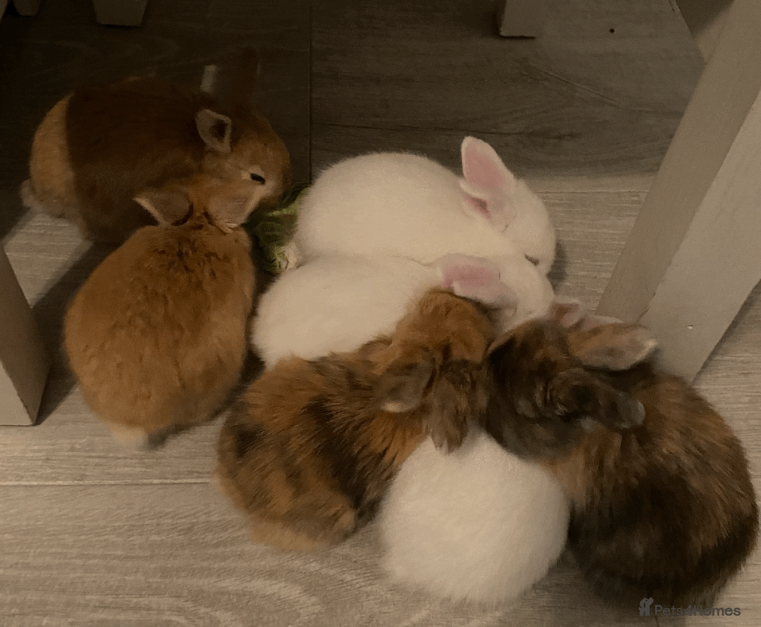 Harlequin rabbits for sale: Harlequin Babies - Image 1
