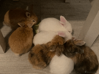 Harlequin rabbits - Advert 5