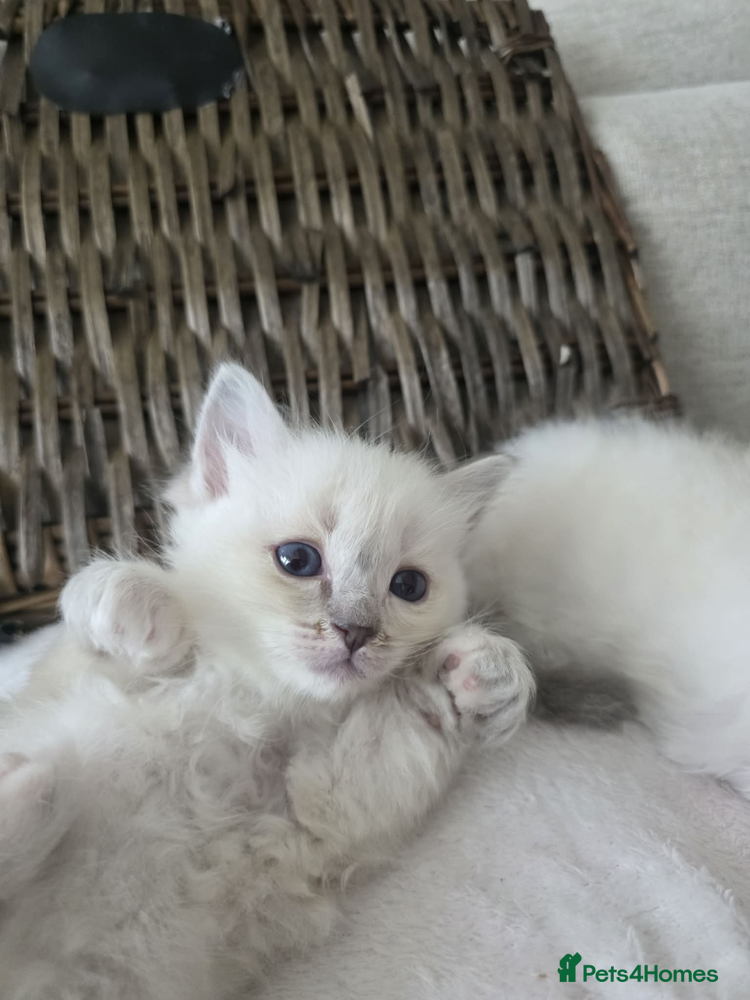 Ragdoll cats for sale: ✨RARE ALL LILAC LITTER GCCF&TICA Ragdoll Kittens✨ - Advert 34