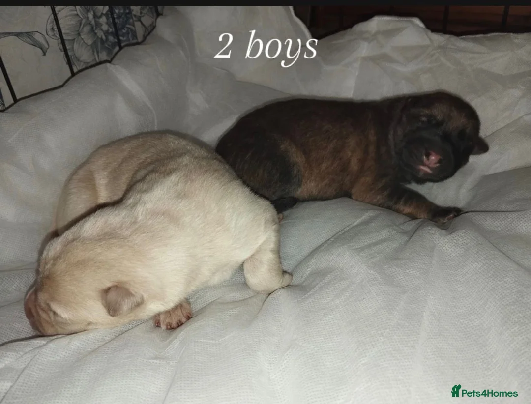 Mixed Breed dogs for sale: Northern Inuit X gsd pups - Advert 3