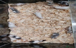 Mouse rodents for sale: Baby Female Fancy Pet Mice - Image 4