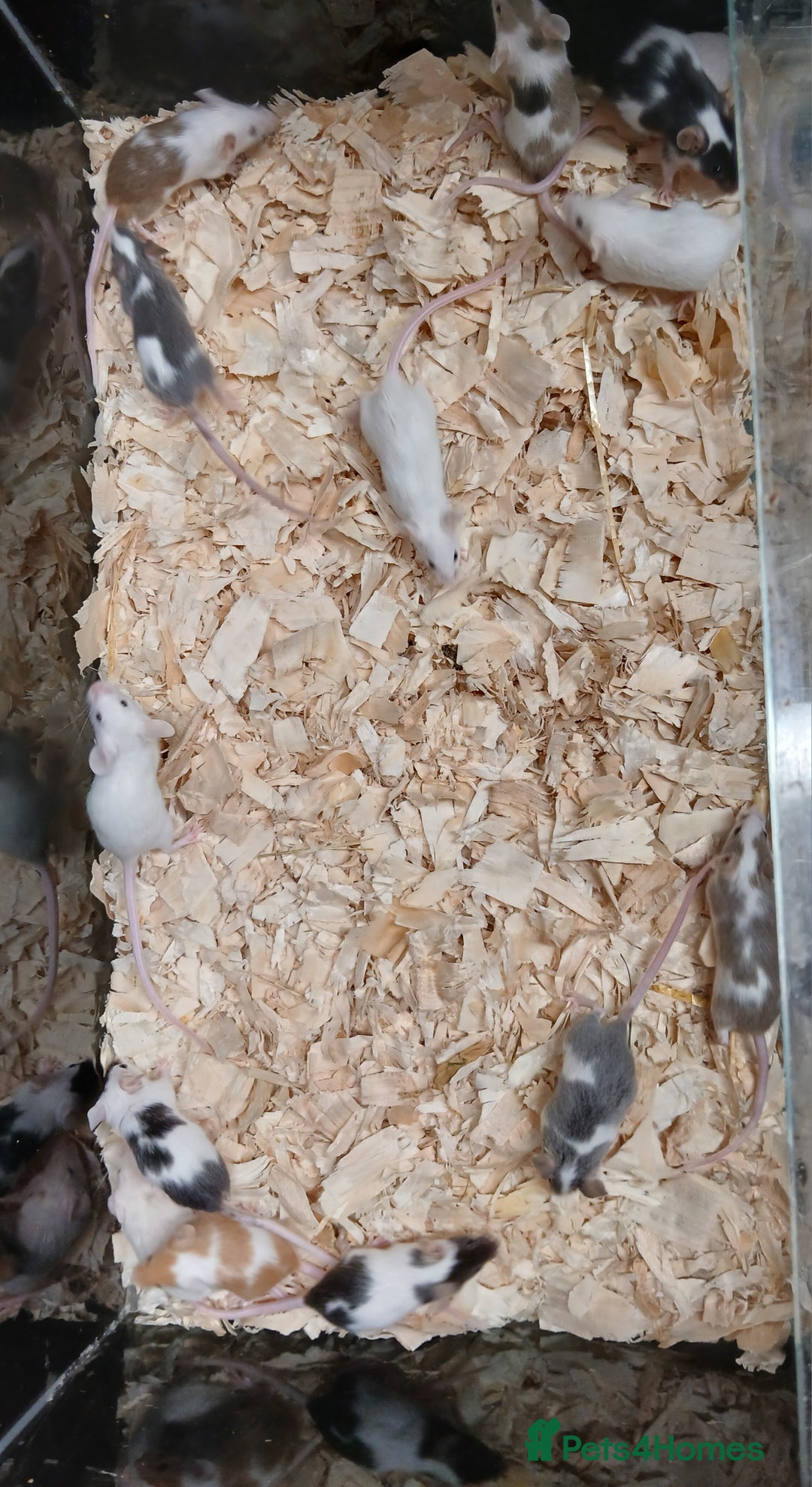 Mouse rodents for sale: Baby Female Fancy Pet Mice - Image 4