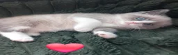 Mixed Breed cats for sale: Persian x sphynx  accidental litter - Advert 19