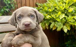 Labrador Retriever dogs for sale: Outstanding KC Registered Silver Labrador Puppies - Image 22