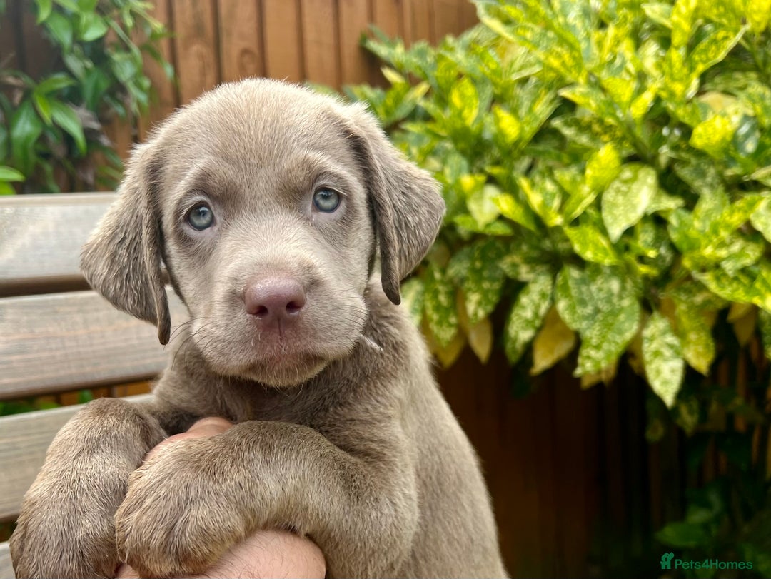Labrador Retriever dogs for sale: Outstanding KC Registered Silver Labrador Puppies - Image 22