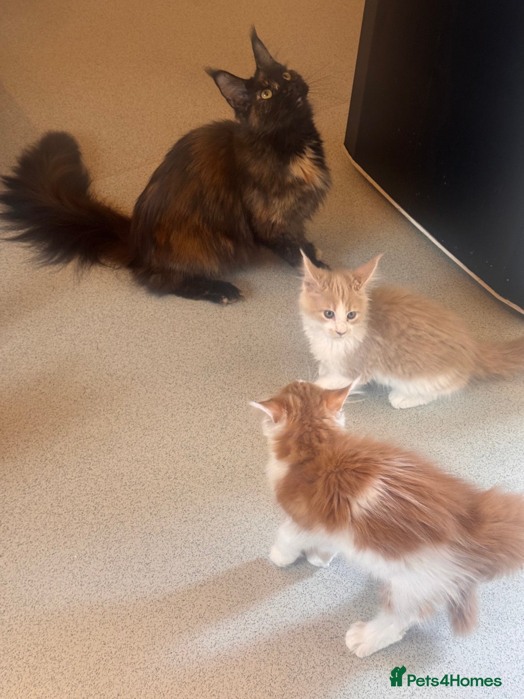 Maine Coon cats for sale: TICA registered purebred Maine Coon kittens - Image 13