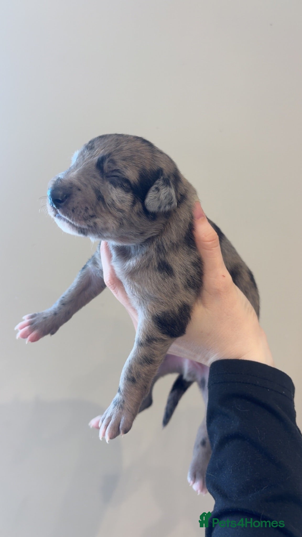 Mixed Breed dogs Whippet x lurcher pups - Advert 19