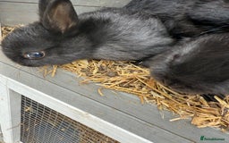 Netherland Dwarf rabbits for sale: Netherland dwarf rabbits for sale  - Image 13