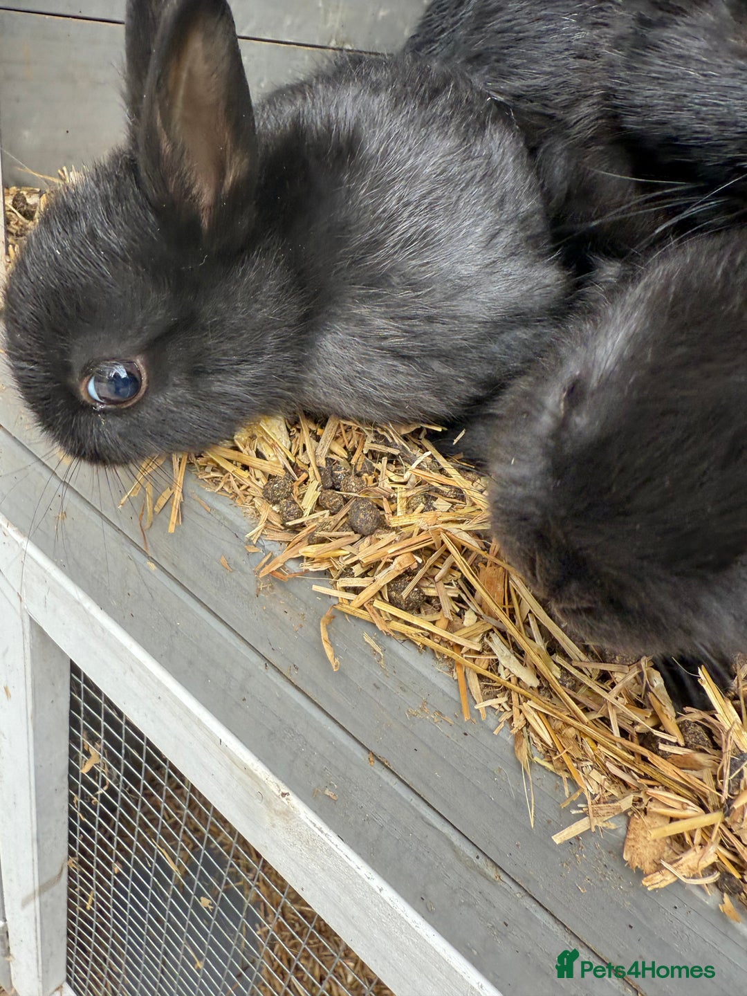 Netherland Dwarf rabbits for sale: Netherland dwarf rabbits for sale  - Image 13