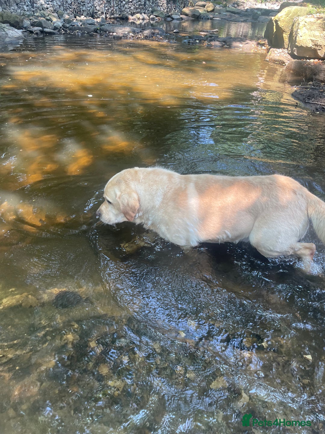 Labrador Retriever dogs for sale: KC health tested Labrador Pups  - Image 23