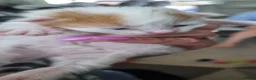 Mixed Breed cats for sale: Kittens for sale mum part ragdoll - Advert 5