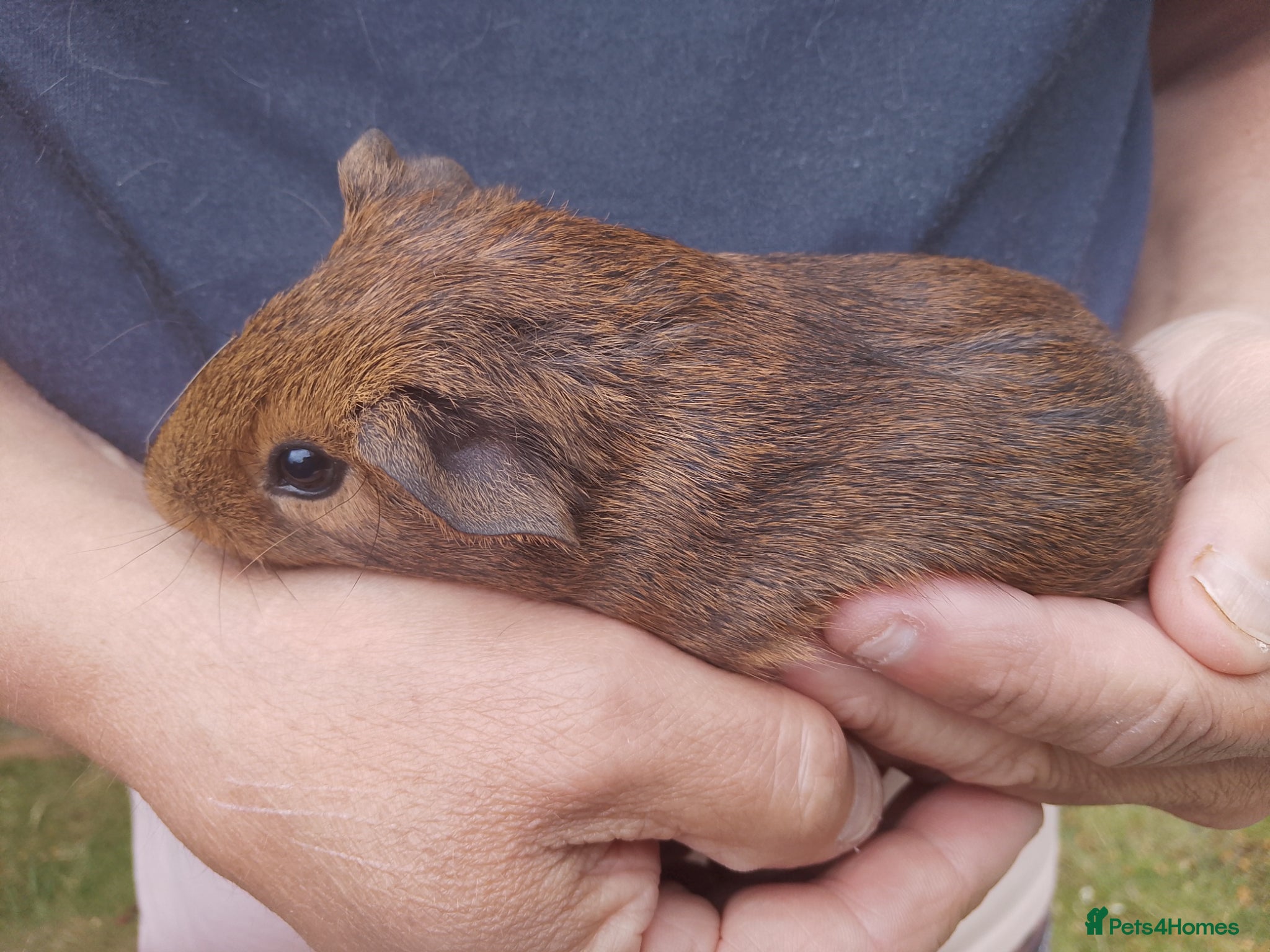 Guinea Pig rodents Several boars looking for new homes - Advert 19