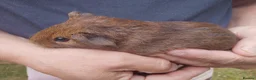 Guinea Pig rodents for sale: Baby and adult boars looking for new homes - Advert 1
