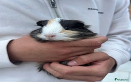 Guinea Pig rodents for sale: 4 guinea pigs  - Image 2