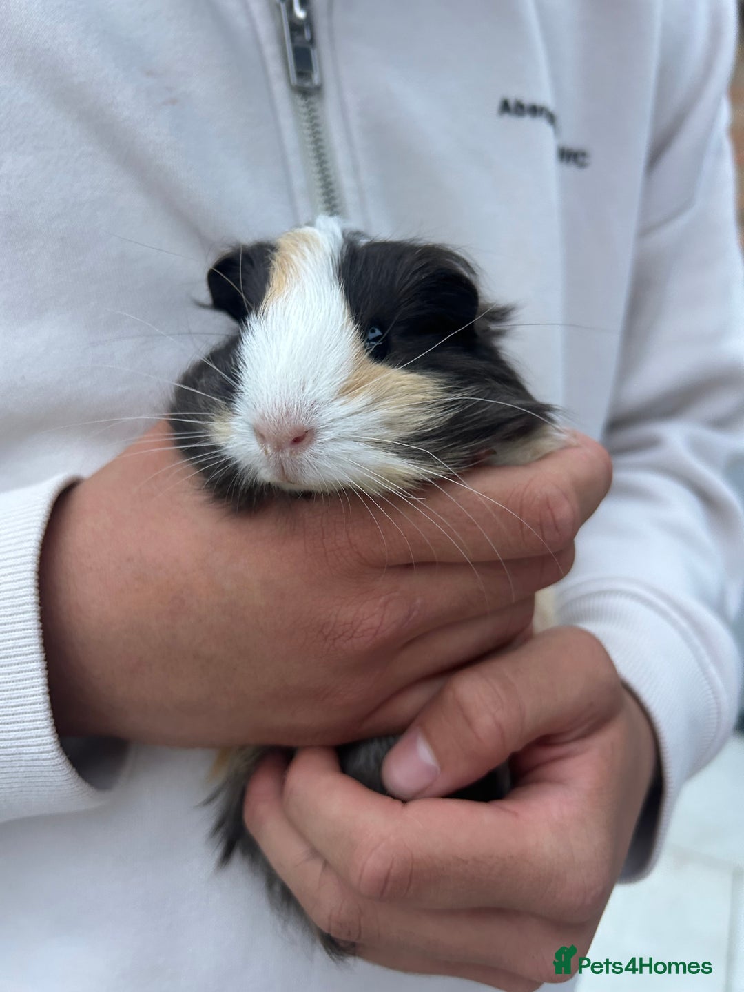 Guinea Pig rodents for sale: 4 guinea pigs  - Image 2