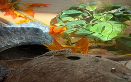 Dragon reptiles for sale: Baby Rankin Dragon - Image 4