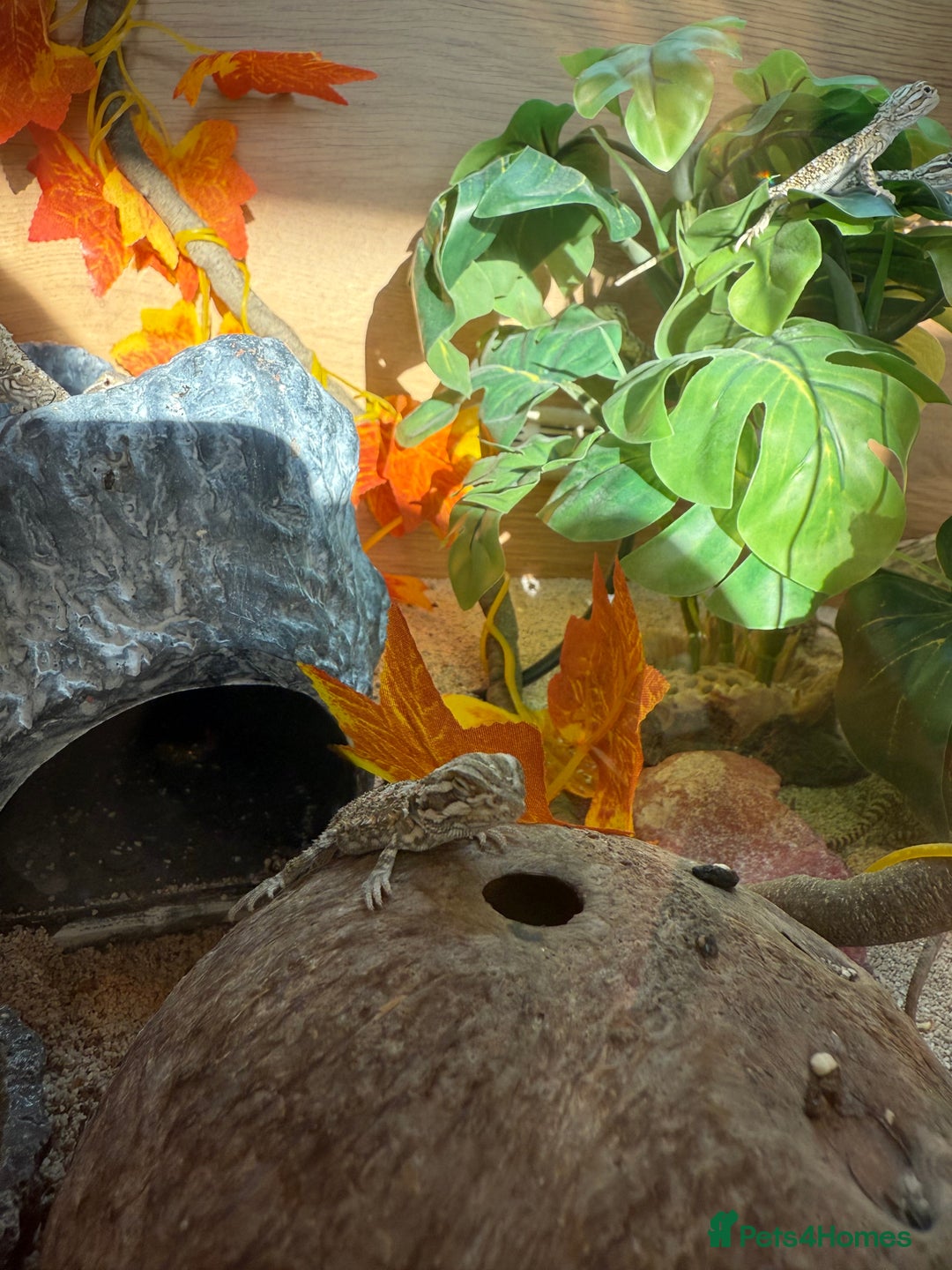 Dragon reptiles for sale: Baby Rankin Dragon - Image 4
