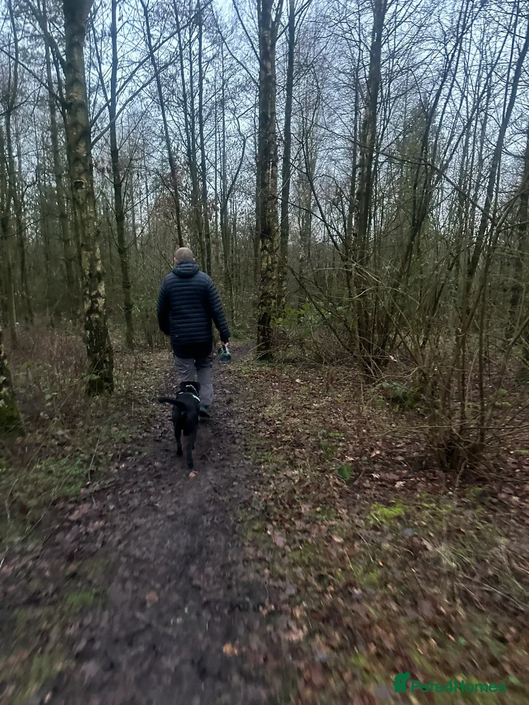 Cane Corso dogs for sale: Cane corso 1 year old - Advert 2