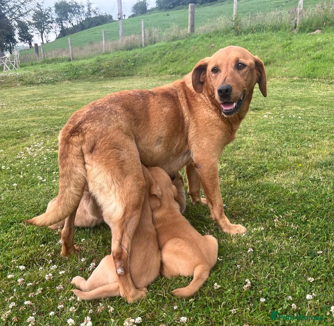 Goldador dogs for sale: Beautiful Chunky Goldador Puppies - Image 6