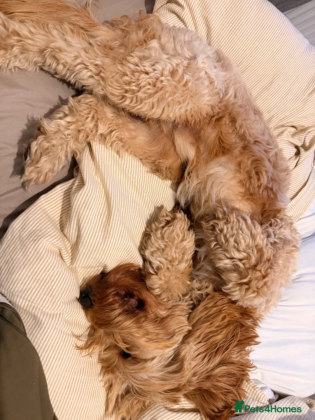 Cockapoo dogs for stud: Beautiful F1 Cockapoo Available for Stud 🐾 in Mitcham - Advert 4