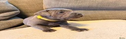 Staffordshire Bull Terrier dogs for sale: Kc health clear - Advert 13