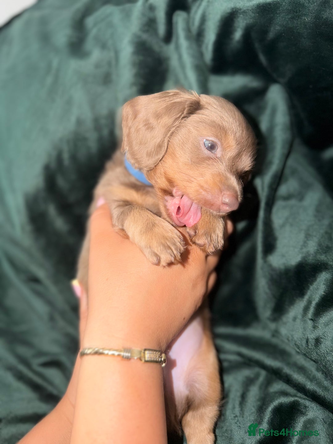 Miniature Dachshund dogs for sale: Fluffy Miniature Dachshund - Advert 4