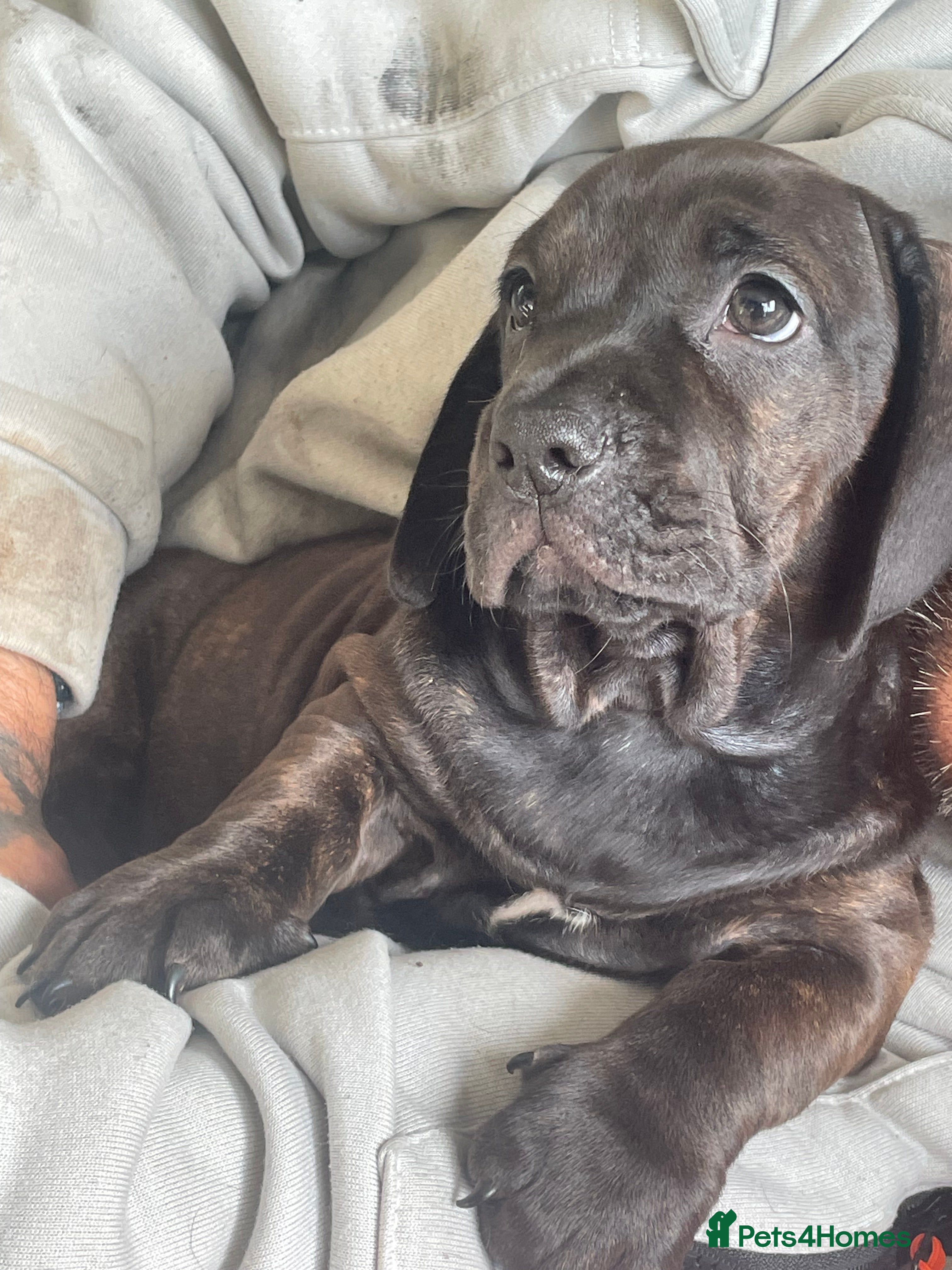 Mixed Breed dogs £500 English dachbulls  - Advert 1
