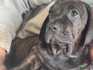 Mixed Breed dogs £500 English dachbulls - Advert 1