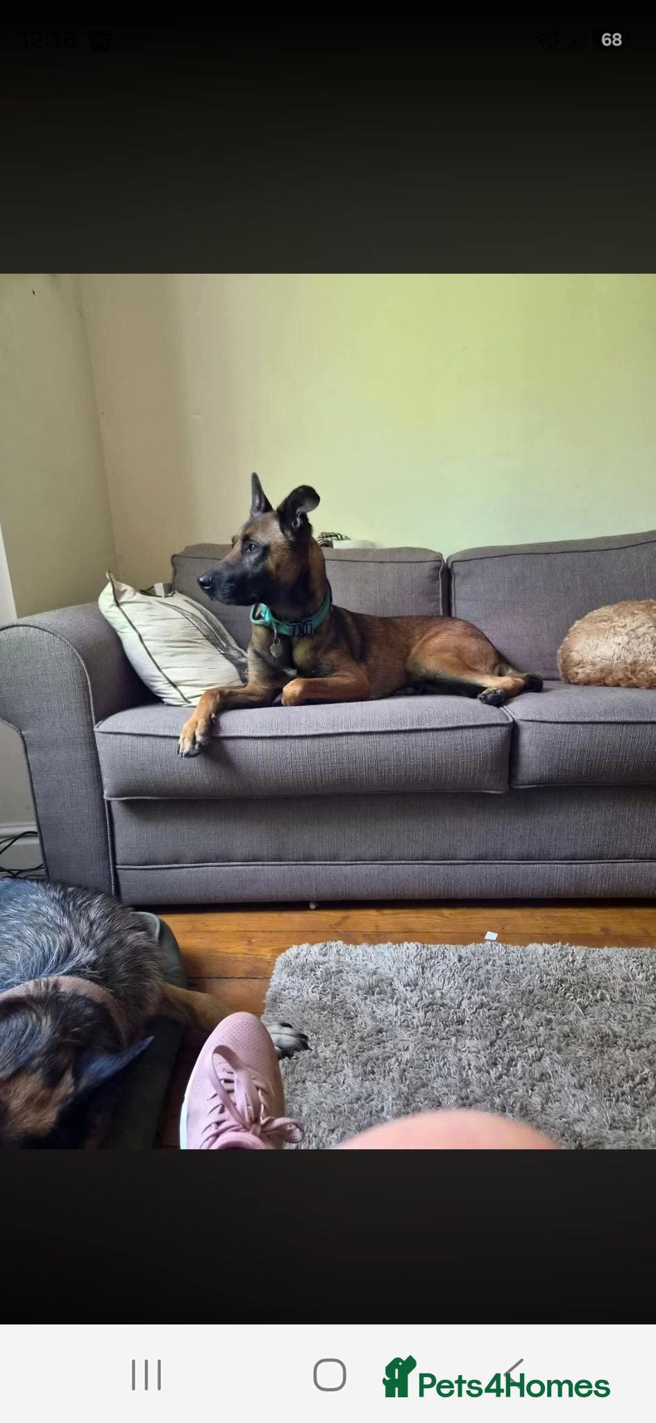 Belgian Shepherd Dog dogs Email Belgium mali - Advert 1