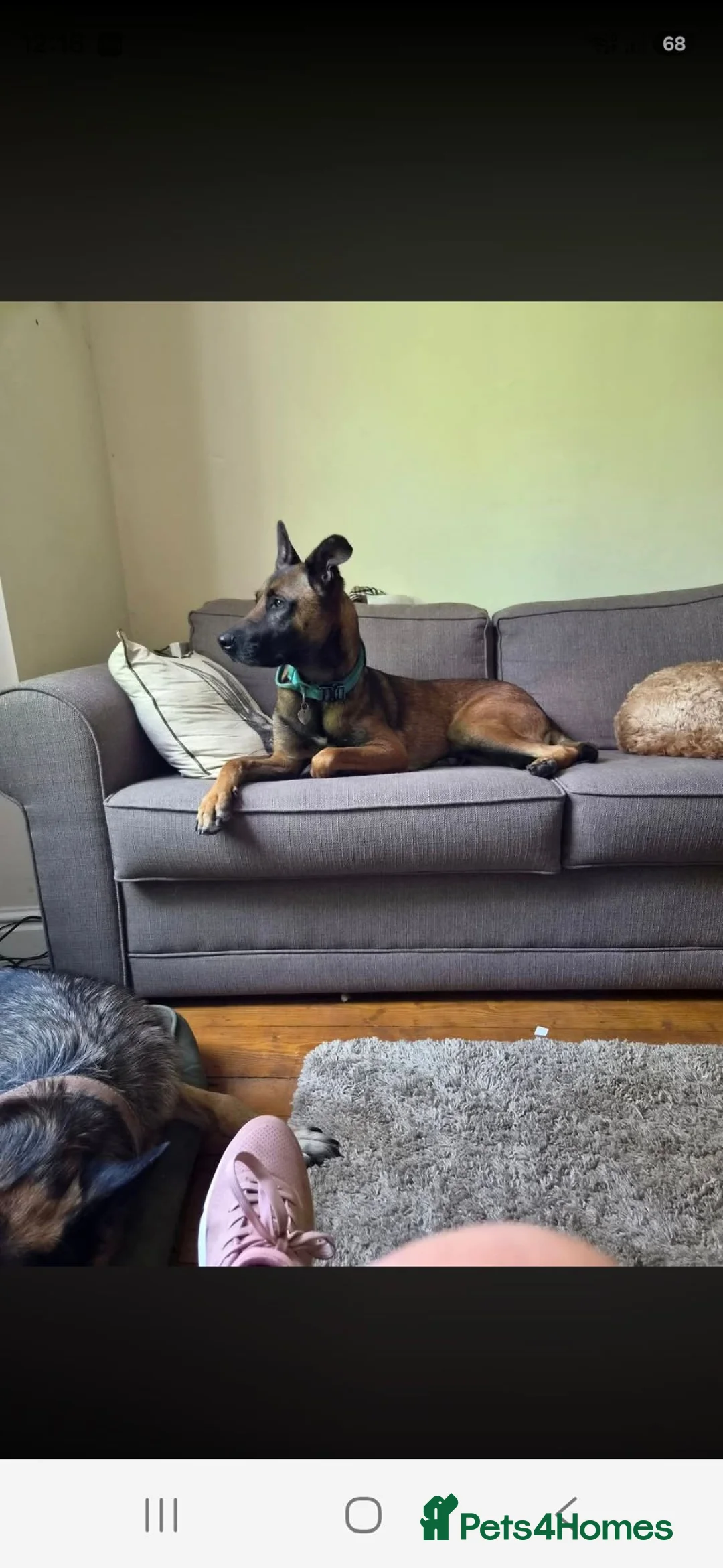 Belgian Shepherd Dog dogs for sale: Email Belgium mali - Advert 1