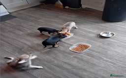 Miniature Pinscher dogs for sale: Mini pinscher for sele  - Image 14