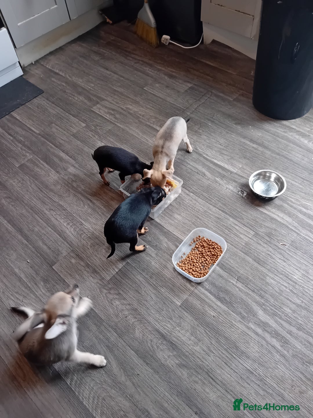 Miniature Pinscher dogs for sale: Mini pinscher for sele  - Image 14