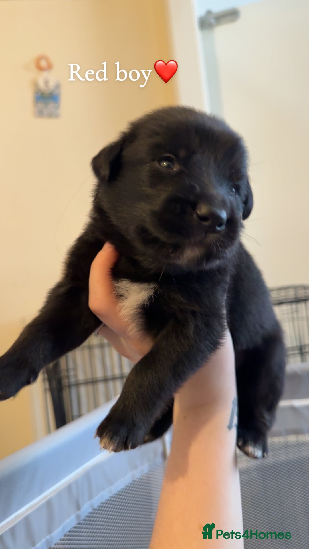Mixed Breed dogs for sale: German Shepherd Mix Puppies - Image 6