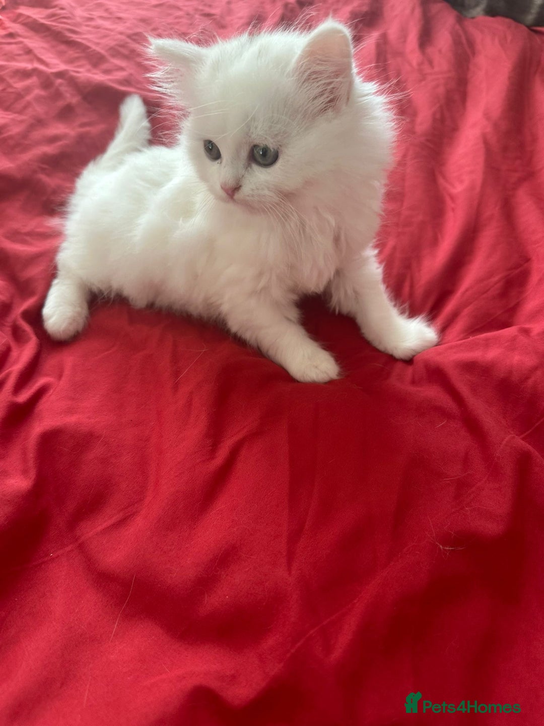 Mixed Breed cats for sale: 4 beautiful kitten - Image 20