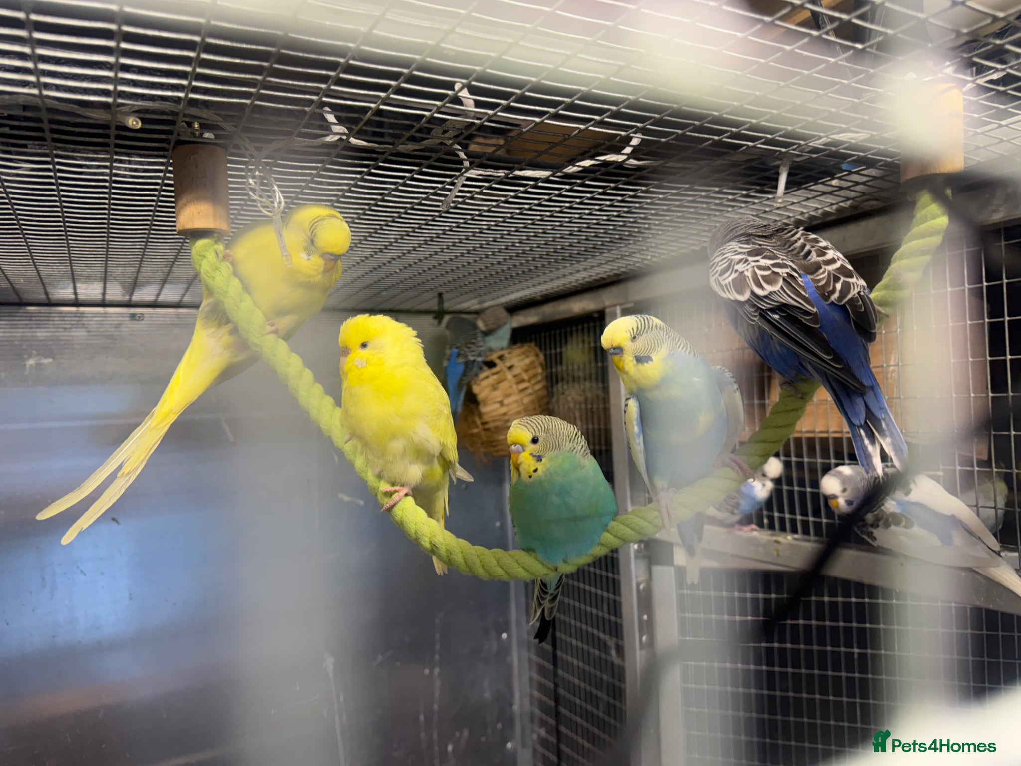 Budgerigars birds Mixed budgies  - Advert 1