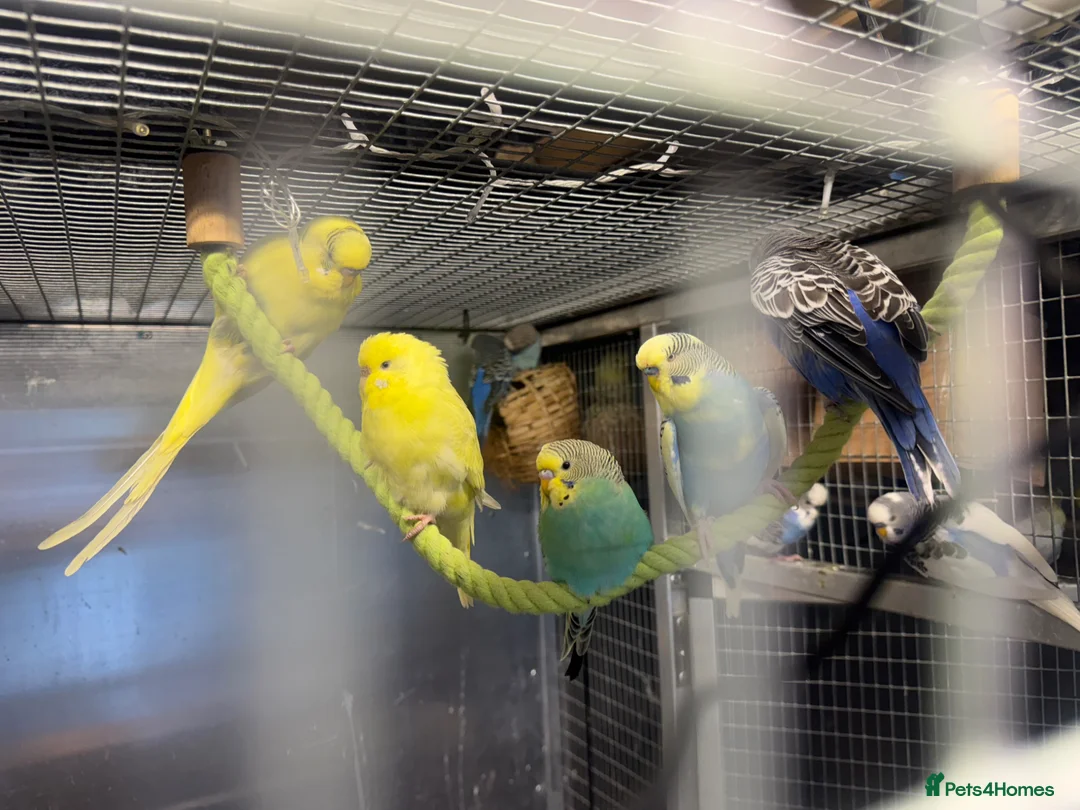Budgerigars birds for sale: Mixed budgies  - Advert 1