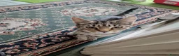 Mixed Breed cats for sale: Tabby Cats 4 Sale in Barking - Advert 32