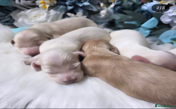 Miniature Dachshund dogs - Advert 1
