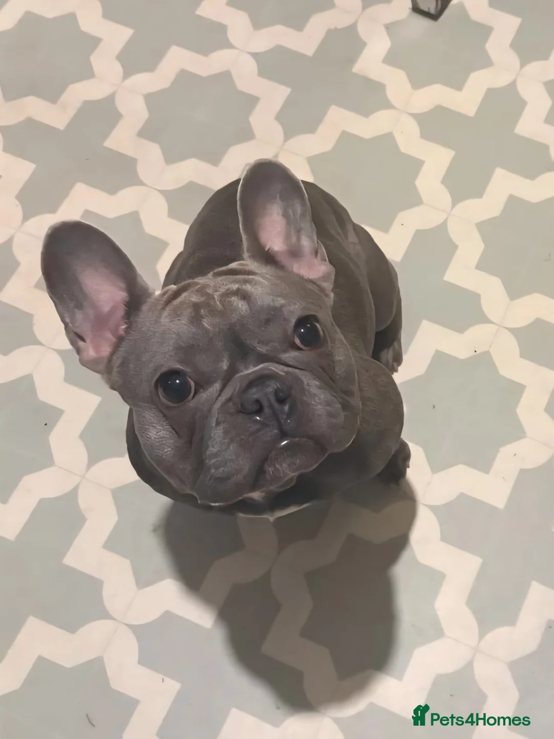French Bulldog dogs for sale: French Bulldog Puppies - Advert 9